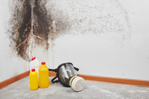 Best Black Mold Removal  in Metzger, OR