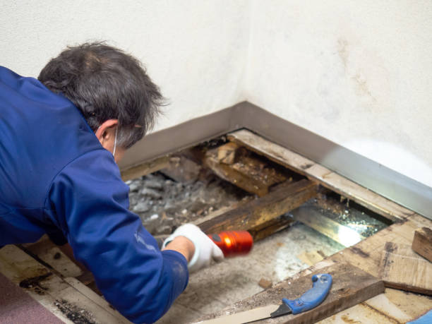 Best Mold Remediation  in Metzger, OR