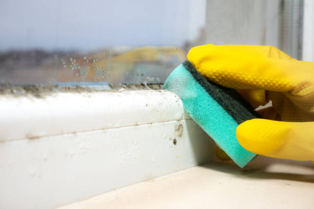 Best Crawl Space Mold Removal  in Metzger, OR