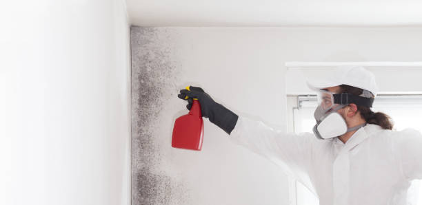 Best Professional Mold Removal  in Metzger, OR