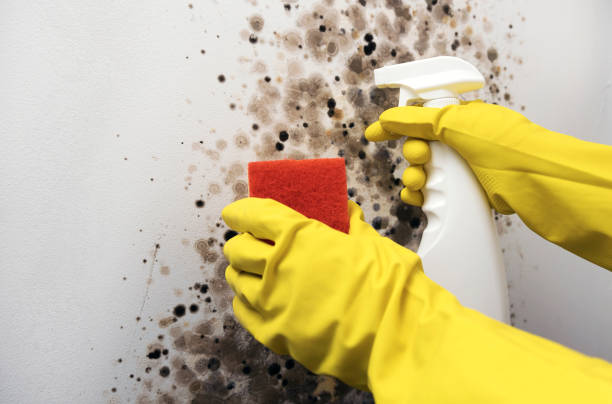 Mold Testing and Removal in Metzger, OR