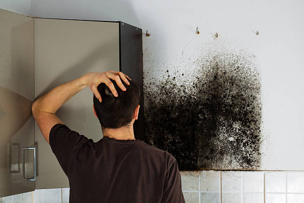 Best Mold Removal Specialists  in Metzger, OR